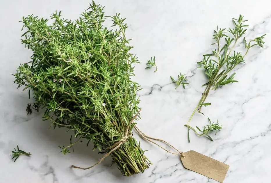 Me co biet la thyme duoc goi la co xa huong tao nen mui vi dac biet cho mon an MNMN 2