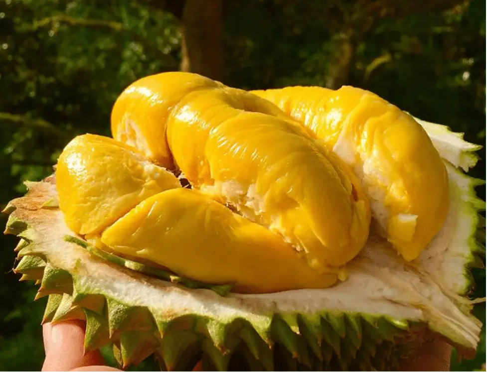 Sầu ri&ecirc;ng