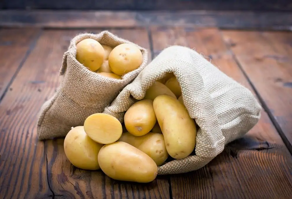 photo de pommes de terre