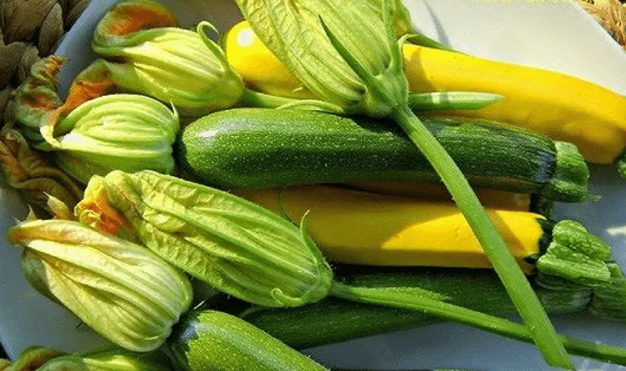 B&iacute; ng&ograve;i - Thực phẩm kh&ocirc;ng thể thiếu trong bữa cơm h&egrave;